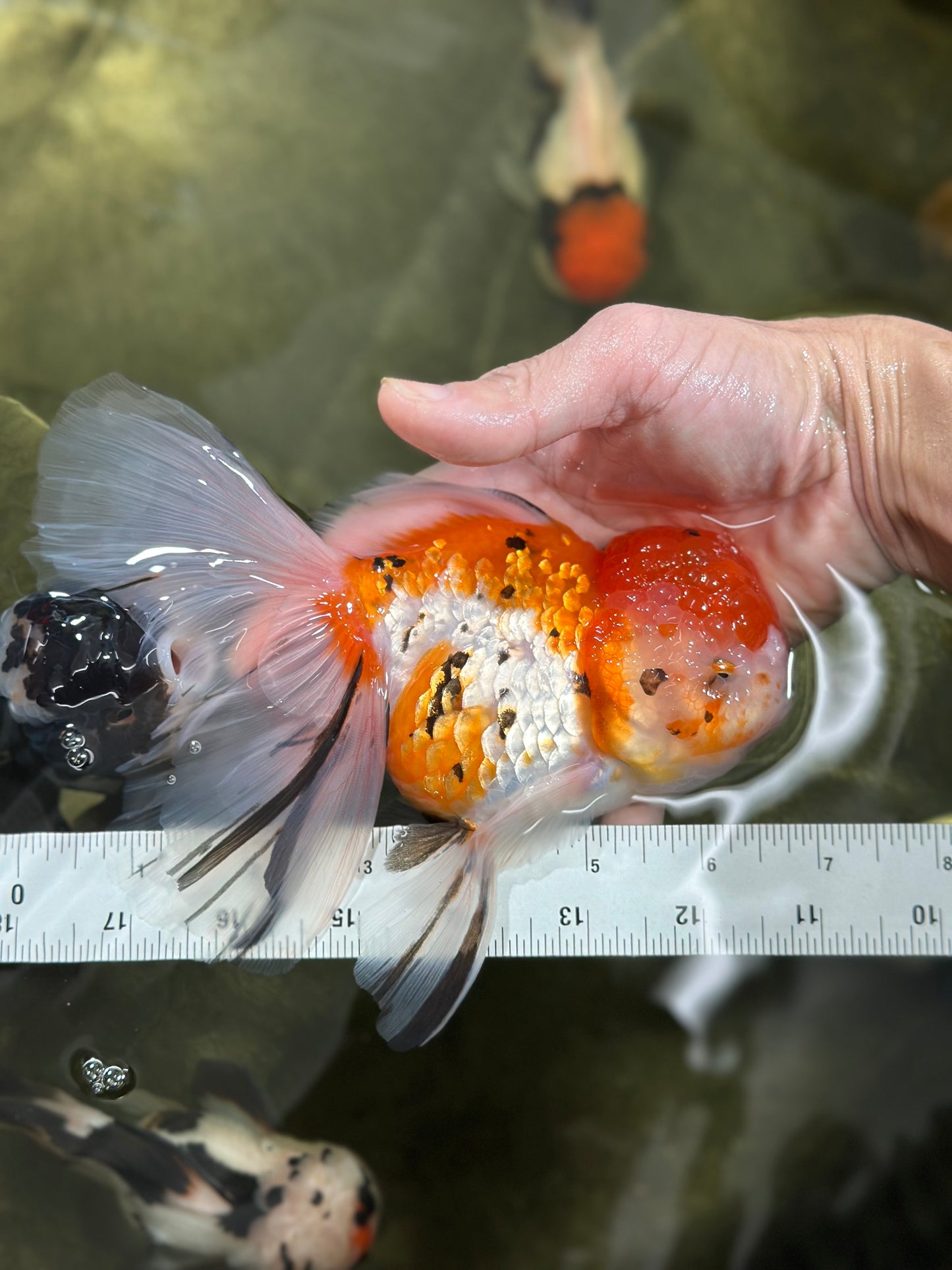 A Grade Jumbo MASSIVE BUTTERFLY TAIL Tricolor Sakura Oranda Female 6.5 inches #010325OR_03