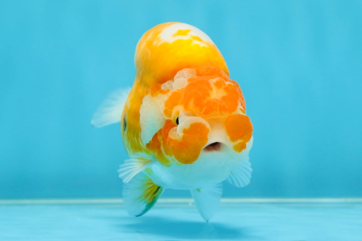 A Grade Sakura LionKing 4.5 inches #052325LC_13