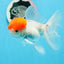 Red Cap Oranda Male 4.5 inches #0920OR_22