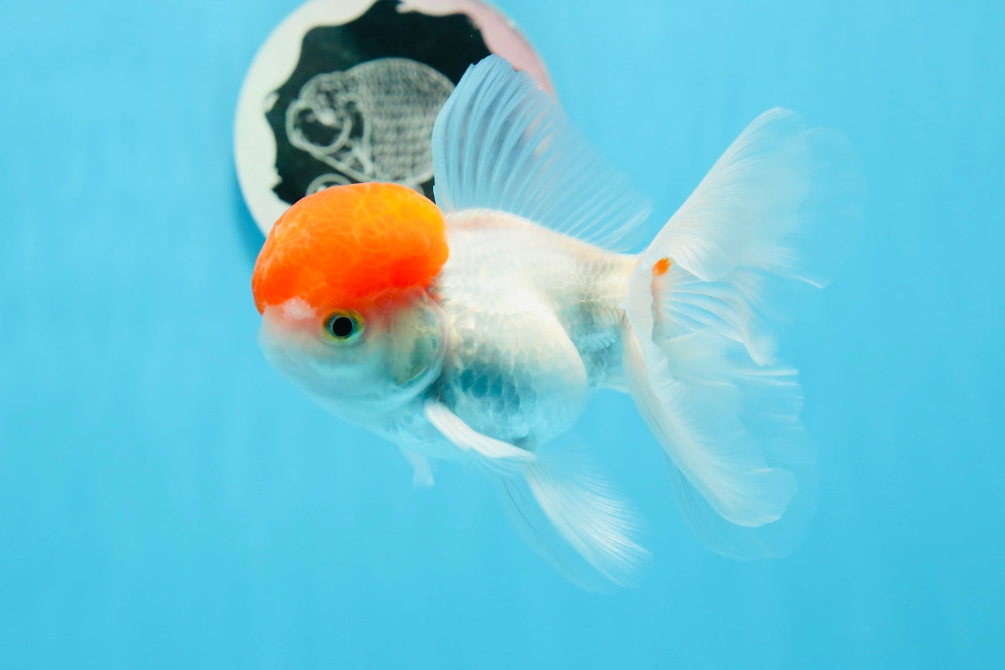 Red Cap Oranda Male 4.5 inches #0920OR_22