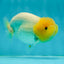 TRULY Lemonhead Lionchu Male 4 inches #1004LC_17