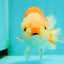 Kohaku Orange White Lionchu Male 4.5-5 inches #1018LC_9