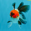 Tricolor Oranda Male 5-5.5 inches #041026OR_12