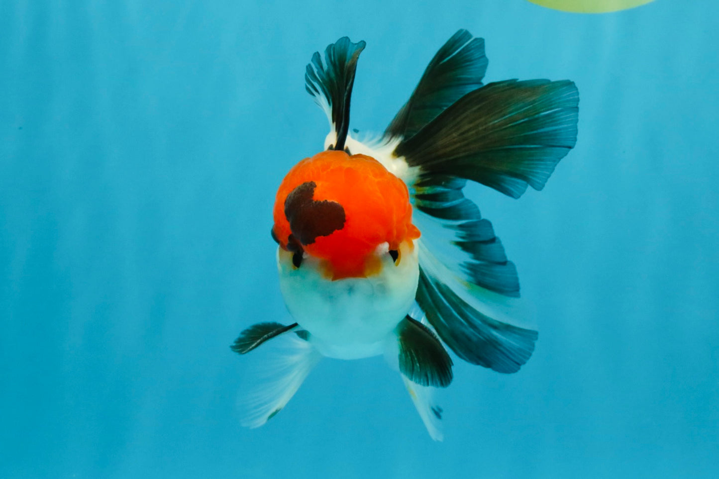 Tricolor Oranda Male 5-5.5 inches #041026OR_12