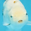 White Sakura Chinese Ranchu Female 4.5-5 inches #112825RC_13