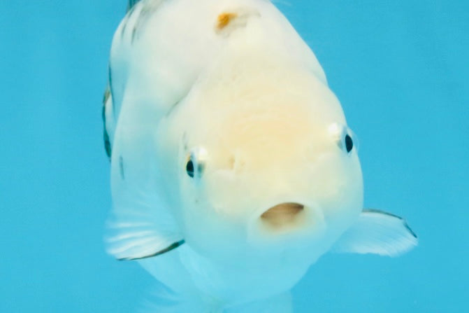 White Sakura Chinese Ranchu Female 4.5-5 inches #112825RC_13