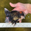 A Grade Lava Head Tricolor Oranda Male 5-5.5 inches #020725OR_31