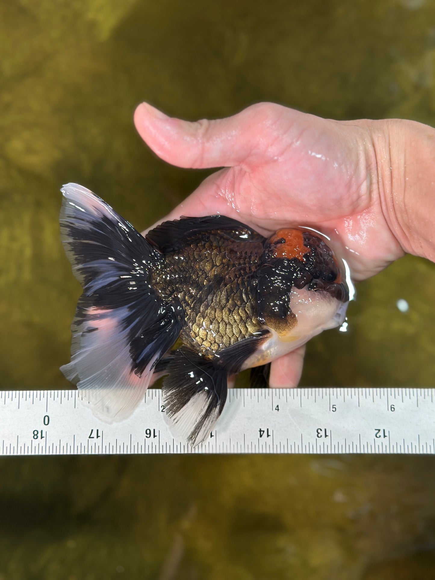 A Grade Lava Head Tricolor Oranda Male 5-5.5 inches #020725OR_31