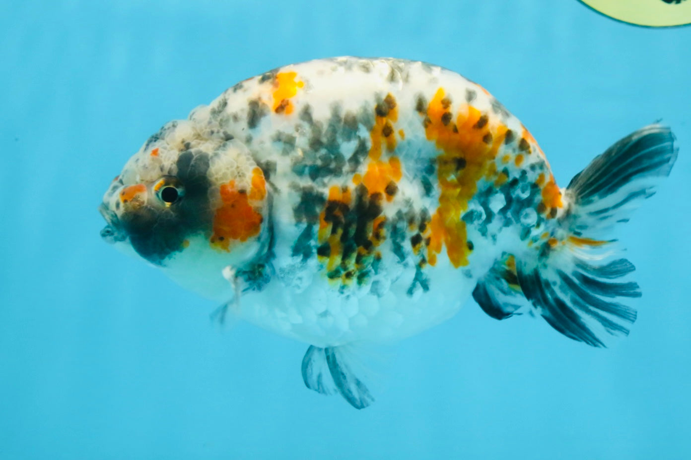 A Grade Tricolor Ranchu Male 5.5 inches #110725RC_14