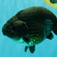 UNIQUE Black Blue Ranchu Male 5.5 inches #100226RC_24