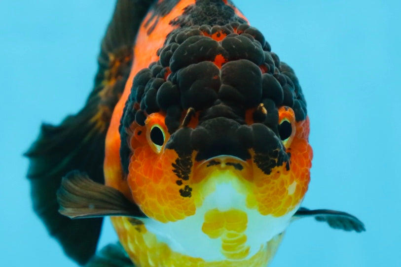 AAA Grade Apache Yuanbao Female 5 inches #081525YB_06