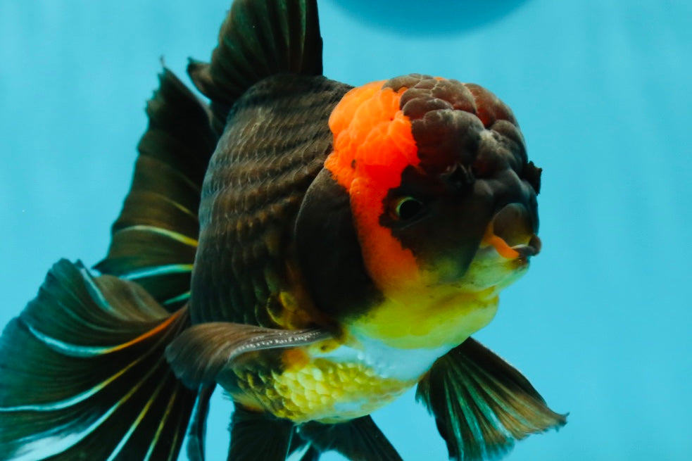 AAA Grade Special Tricolor Giant Generation Oranda Male 5.5 inches #03 ...