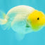 White Lionchu Female 4-4.5 Inches #100226LC_18