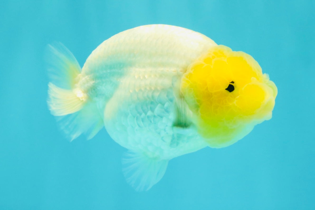 White Lionchu Female 4-4.5 Inches #100226LC_18
