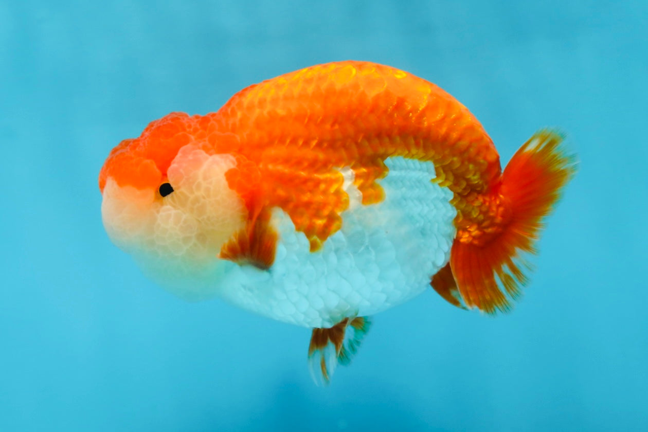 AAA Grade TOP Red White LionQueen 4.5 inches #051625LC_38