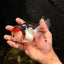 A Grade Tricolor Oranda Male 5 inches #041726OR_14