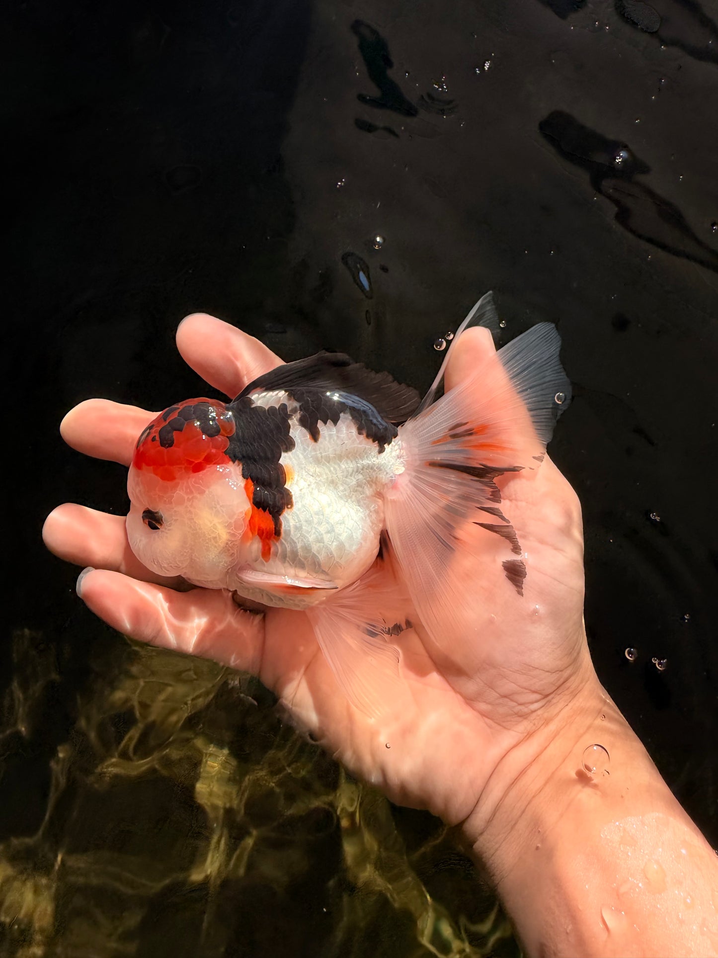 A Grade Tricolor Oranda Male 5 inches #041726OR_14