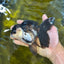 A Grade Killer Whale Panda Oranda Female 5-5.5 inches #100325OR_19