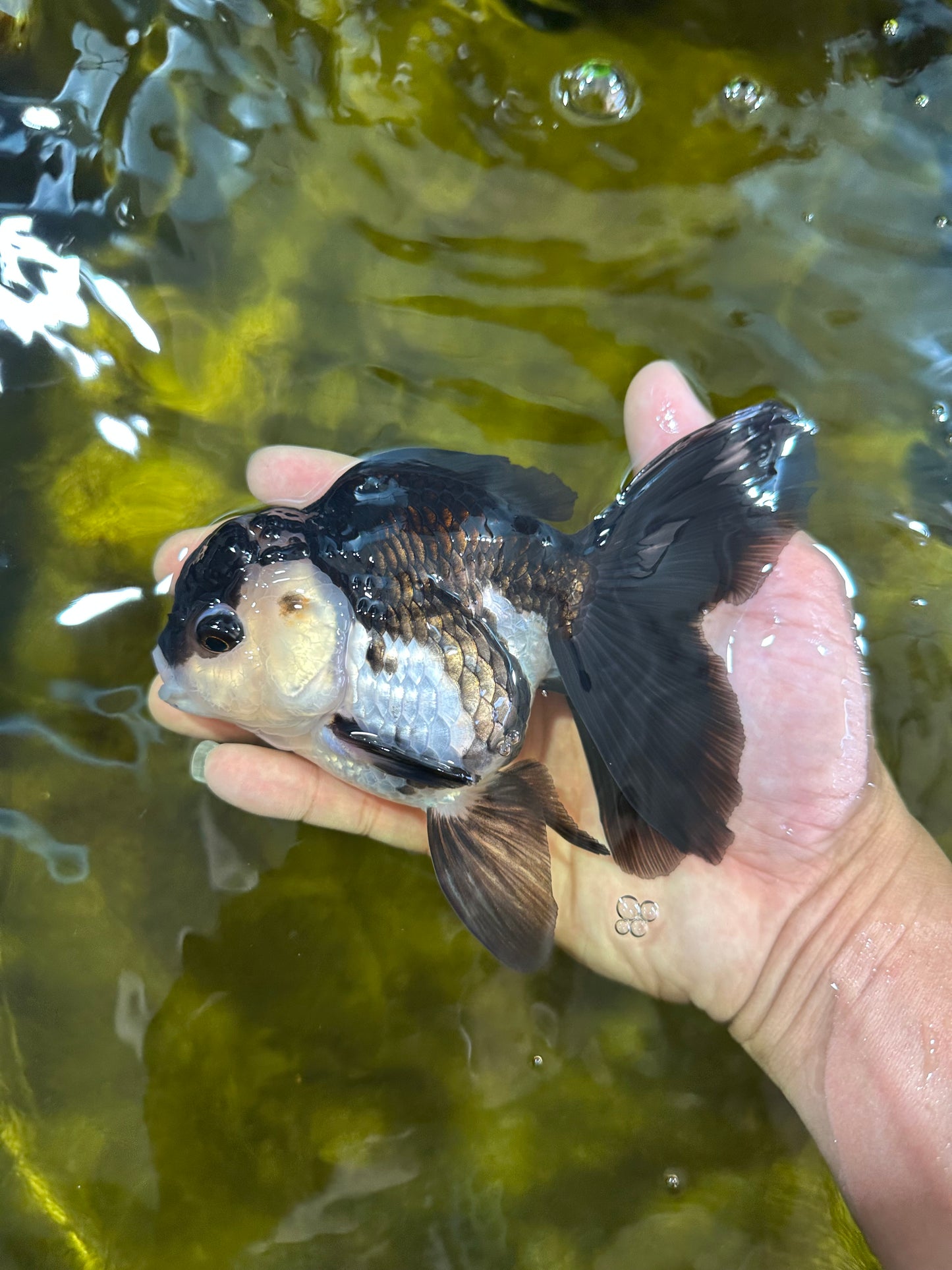 A Grade Killer Whale Panda Oranda Female 5-5.5 inches #100325OR_19