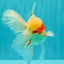 A Grade Red White Oranda Male 5.5 inches #062626OR_36