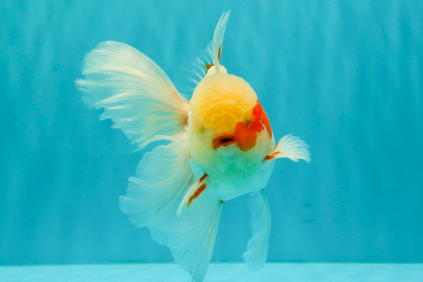 A Grade Red White Oranda Male 5.5 inches #062626OR_36
