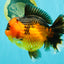 CHUBBY AAA Grade Apache Oranda Female 6-6.5 inches #082126OR_11