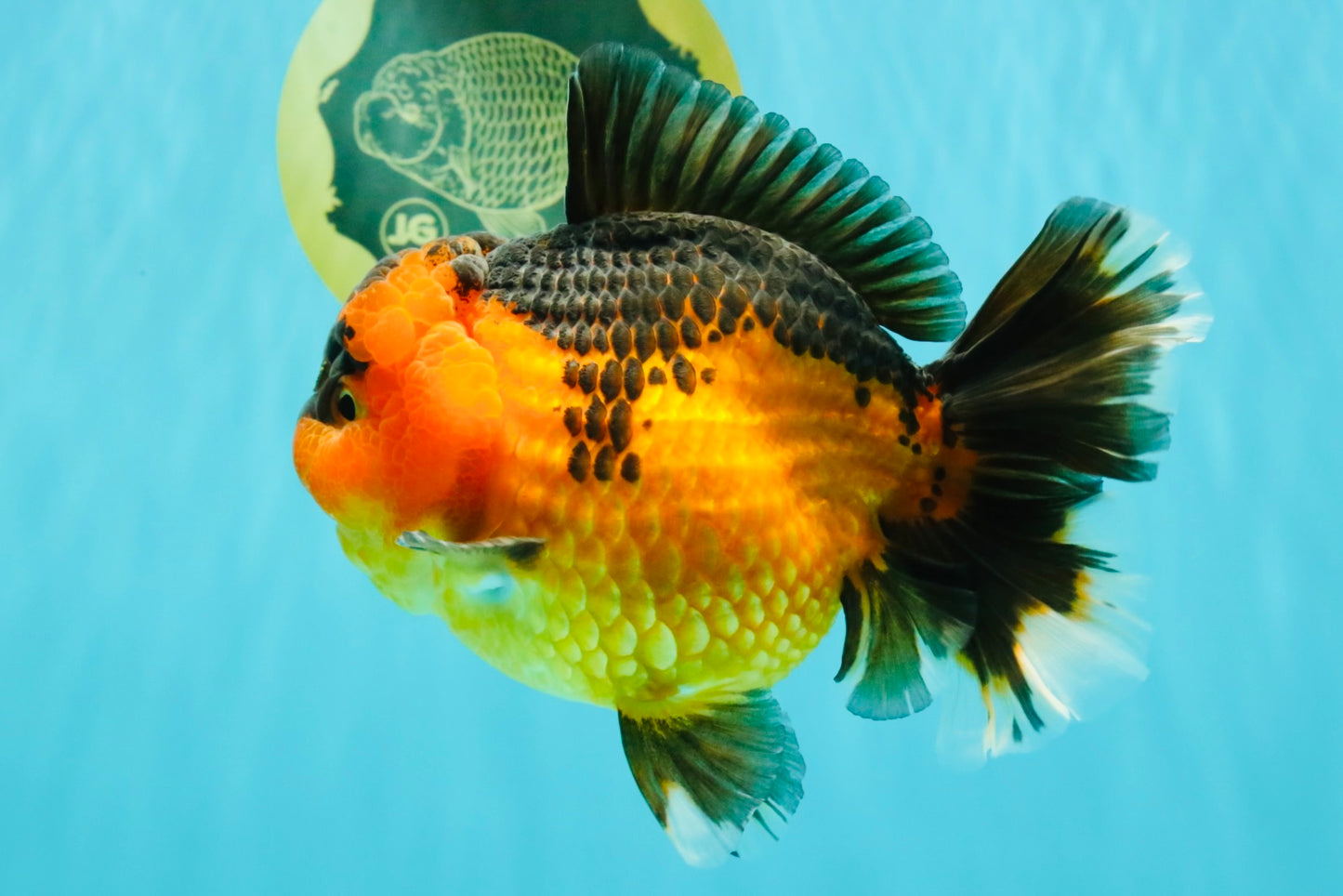 CHUBBY AAA Grade Apache Oranda Female 6-6.5 inches #082126OR_11