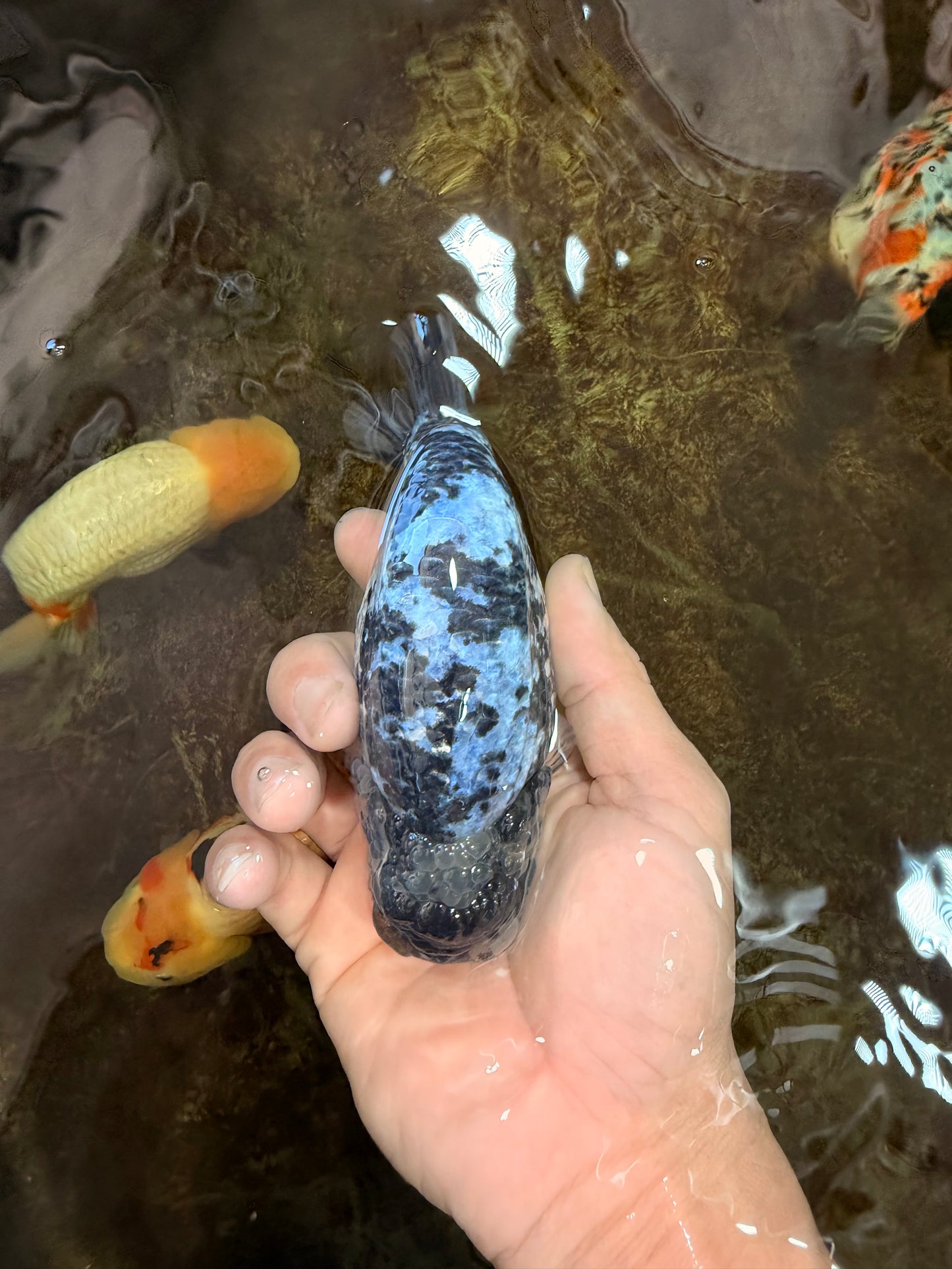 AAA Grade White Tiger LionQueen 5-5.5 inches #101025LC_17