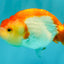 A Grade Red White LionQueen 4 inches #081426LC_17