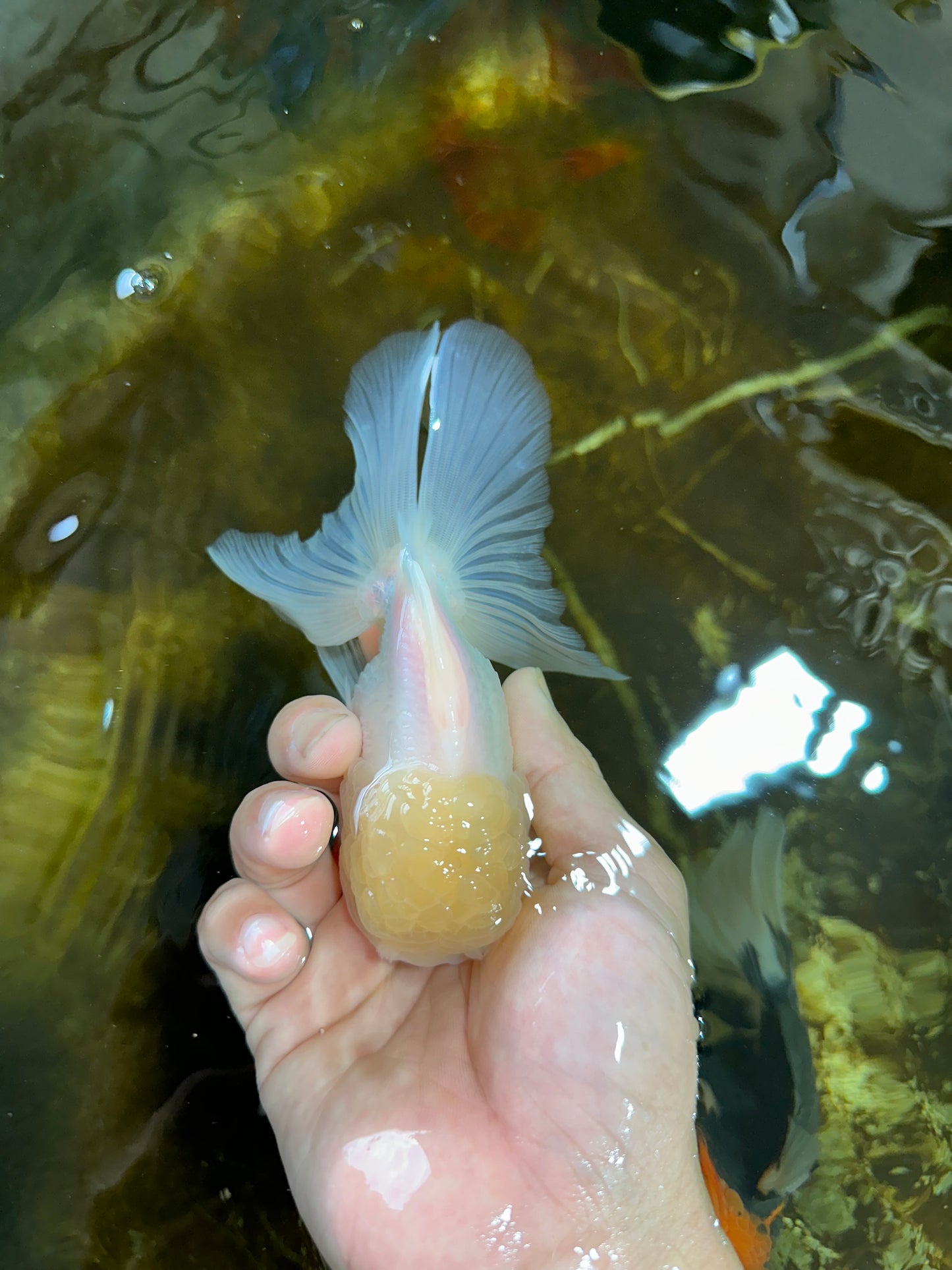 A Grade BEAUTIFUL White Oranda Male 5 inches #072525OR_14