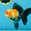UNIQUE A Grade Tricolor Oranda Female 4.5-5 inches #082225OR_25