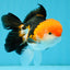 MARIO Tricolor Oranda Male 5-5.5 inches #041026OR_10