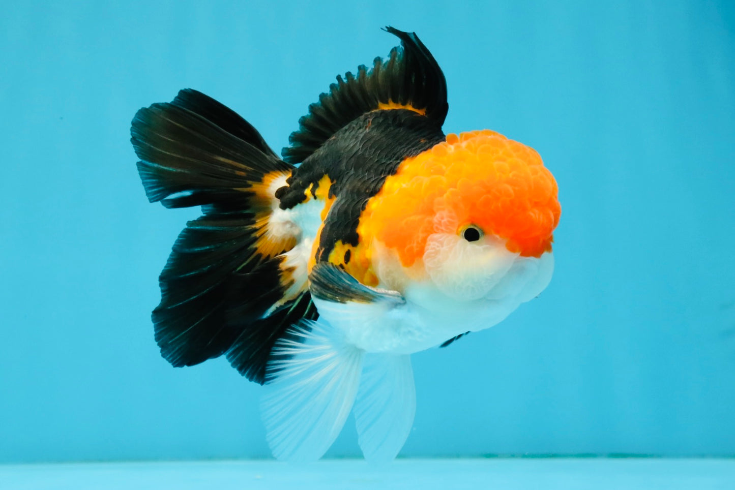 MARIO Tricolor Oranda Male 5-5.5 inches #041026OR_10