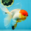 A Grade Tricolor Oranda Male 5-5.5 inches #060625OR_14