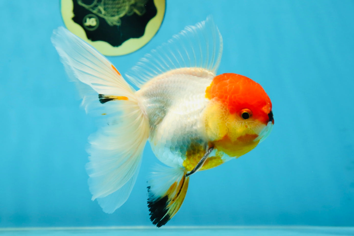 A Grade Tricolor Oranda Male 5-5.5 inches #060625OR_14