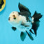 Panda Oranda Female 4.5 inches #112924OR_14