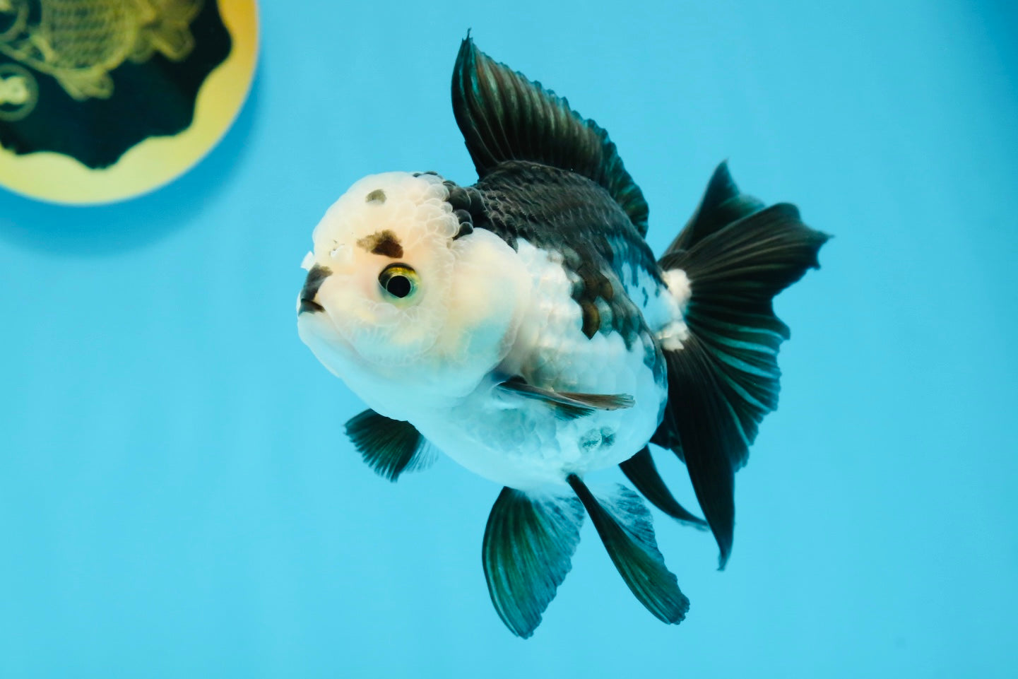 Panda Oranda Female 4.5 inches #112924OR_14