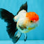 Tricolor Oranda Female 5-5.5 inches #041026OR_06