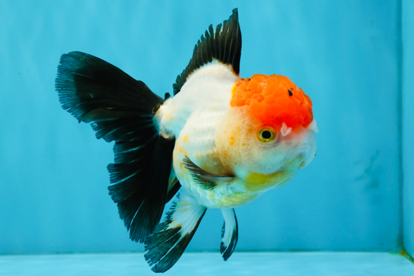 Tricolor Oranda Female 5-5.5 inches #041026OR_06