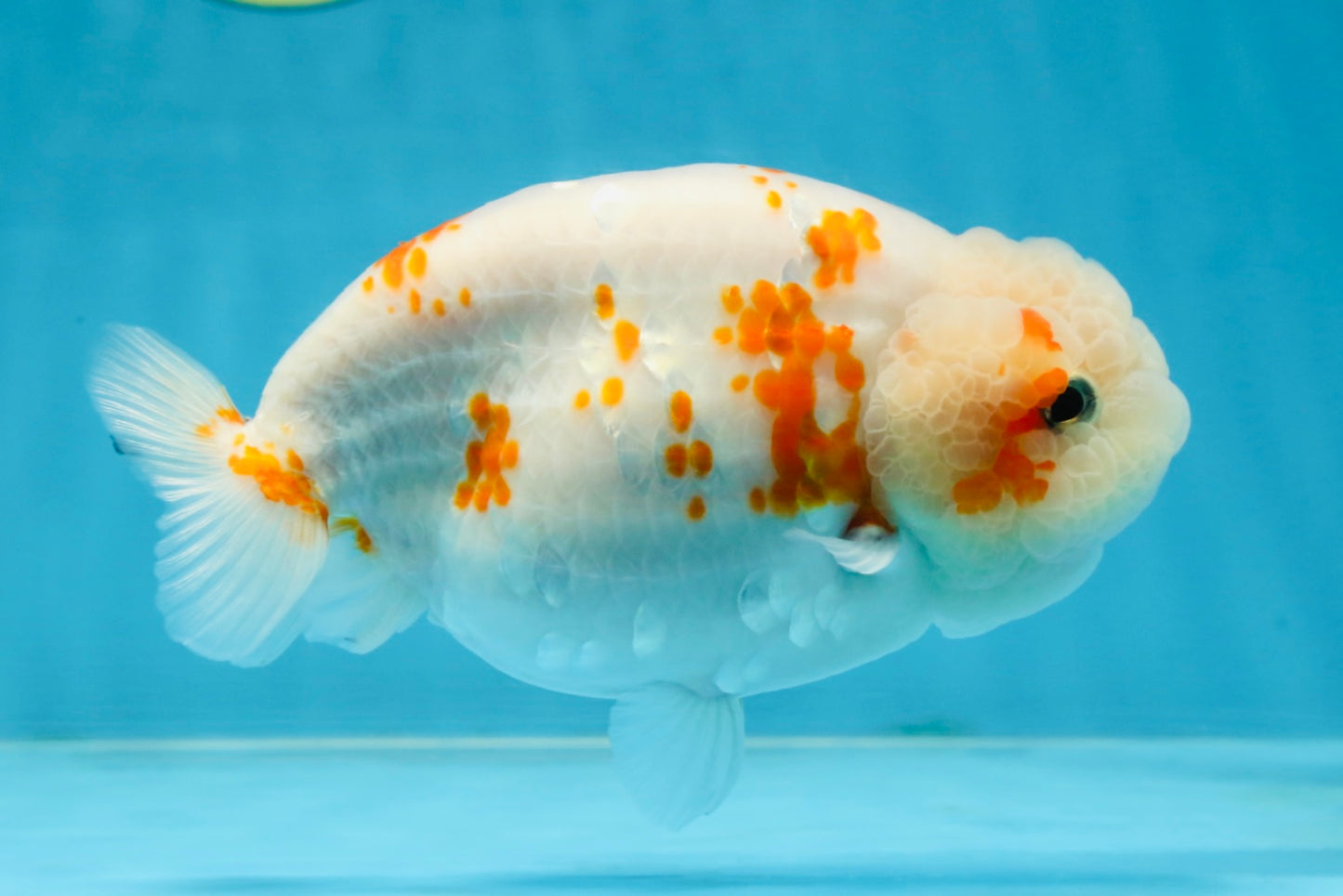 BEAUTY A Grade Kohaku Sakura LionQueen 5.5  inches #102425LC_08