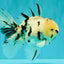 AAA Grade White Tiger Oranda Male 5.5 inches #062626OR_35