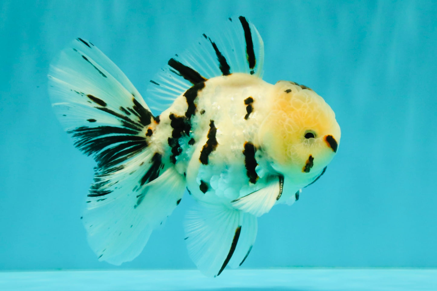 AAA Grade White Tiger Oranda Male 5.5 inches #062626OR_35