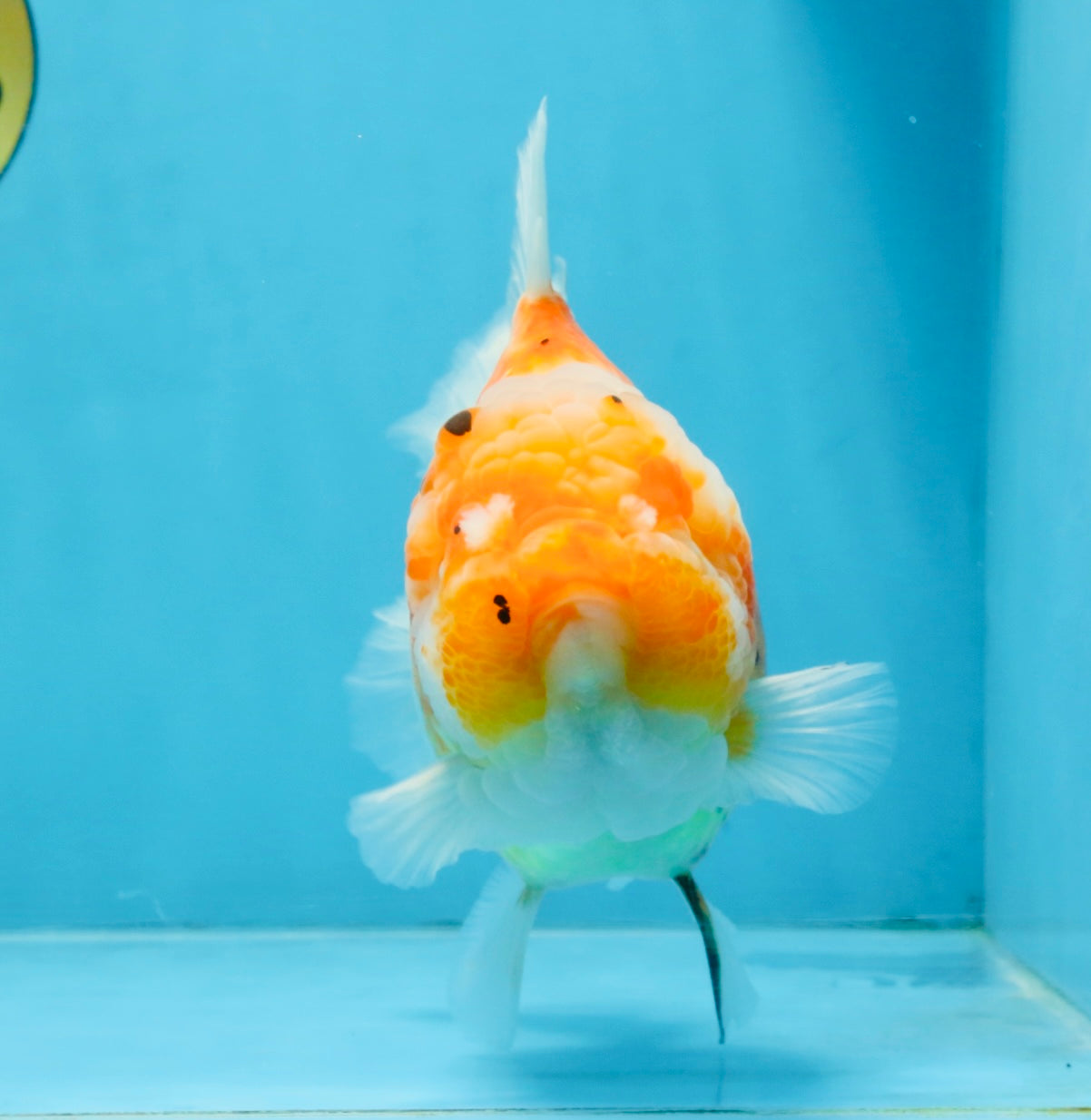 A Grade Sakura Yuanbao Female 6 inches #111425YB_02