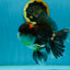 A Grade Tricolor Oranda Male 5.5 inches #120624OR_06