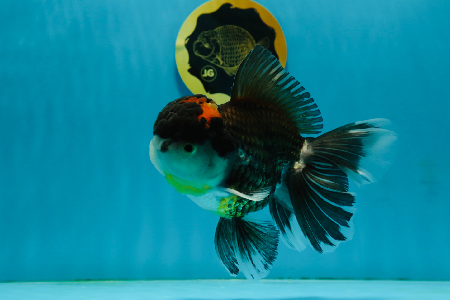 A Grade Tricolor Oranda Male 5.5 inches #120624OR_06