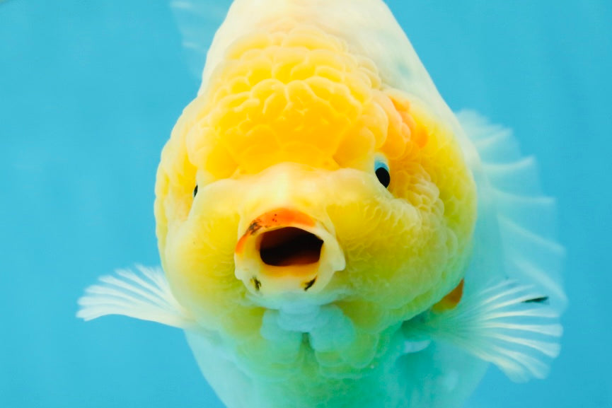 SHOW GRADE Godzilla Sakura Yuanbao Male 6 inches #050925YB_24