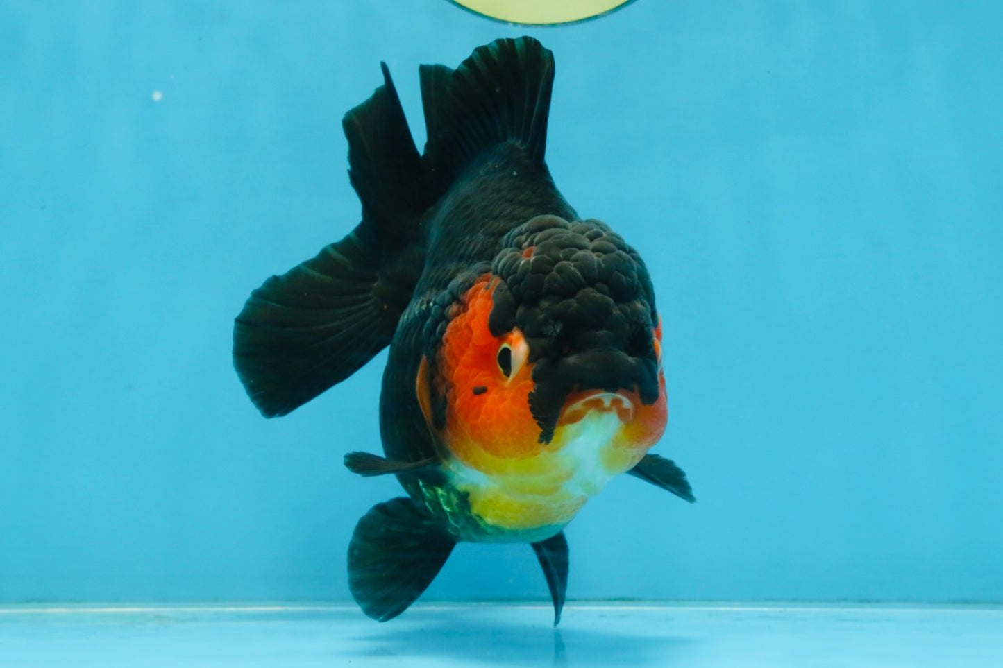 A Grade Apache Yuanbao Female 5-5.5 inches #112825YB_15