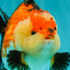 SUPER CUTE AAA Grade Tricolor Yuanbao Male 5 inches #071026YB_17