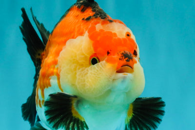 SUPER CUTE AAA Grade Tricolor Yuanbao Male 5 inches #071026YB_17