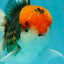 A Grade Red Head Tricolor Oranda Male 5.5 inches #112224OR_10